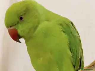 Parrots birds Baby tamed ring neck talking parrot - Advert 3