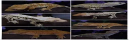 Gecko reptiles for sale: High end crested geckos - Advert 1