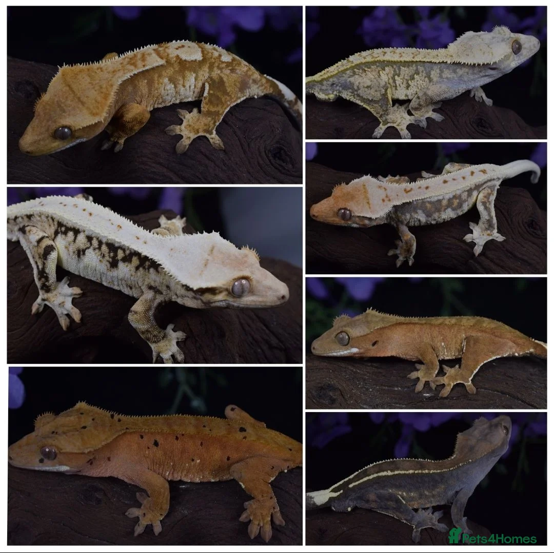 Gecko reptiles for sale: High end crested geckos - Advert 1