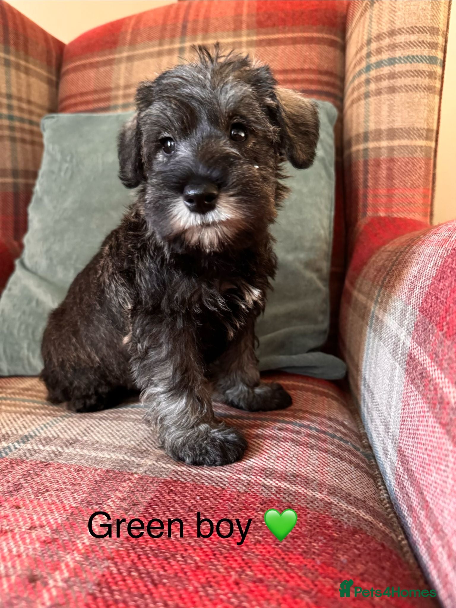 Miniature Schnauzer dogs KC Registered, health tested puppies available  - Advert 1