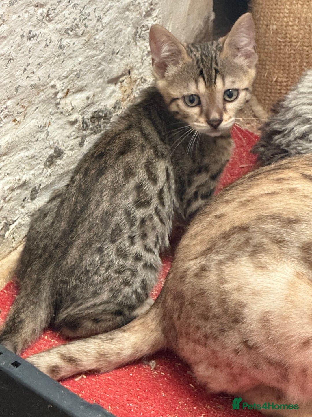 Bengal cats for sale: Bengal kittens ready now silver and marble boys - Image 13