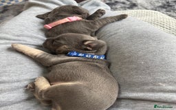 French Bulldog dogs for sale: 7 beautiful French bulldog puppies  - Image 4