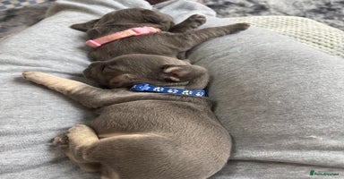 French Bulldog dogs - Advert 6