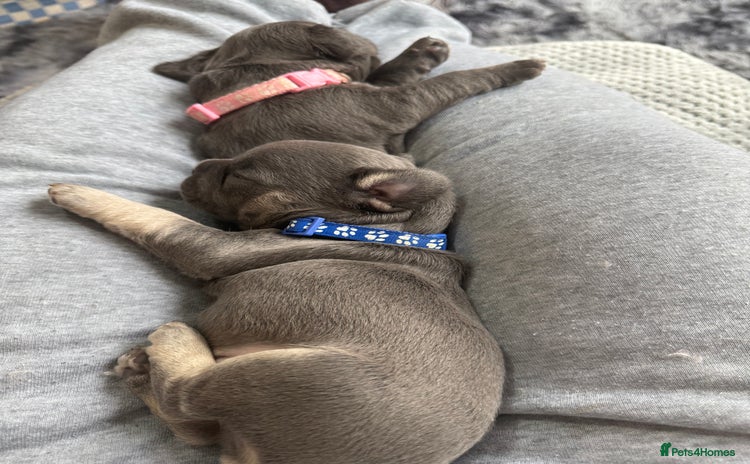 French Bulldog dogs - Advert 15