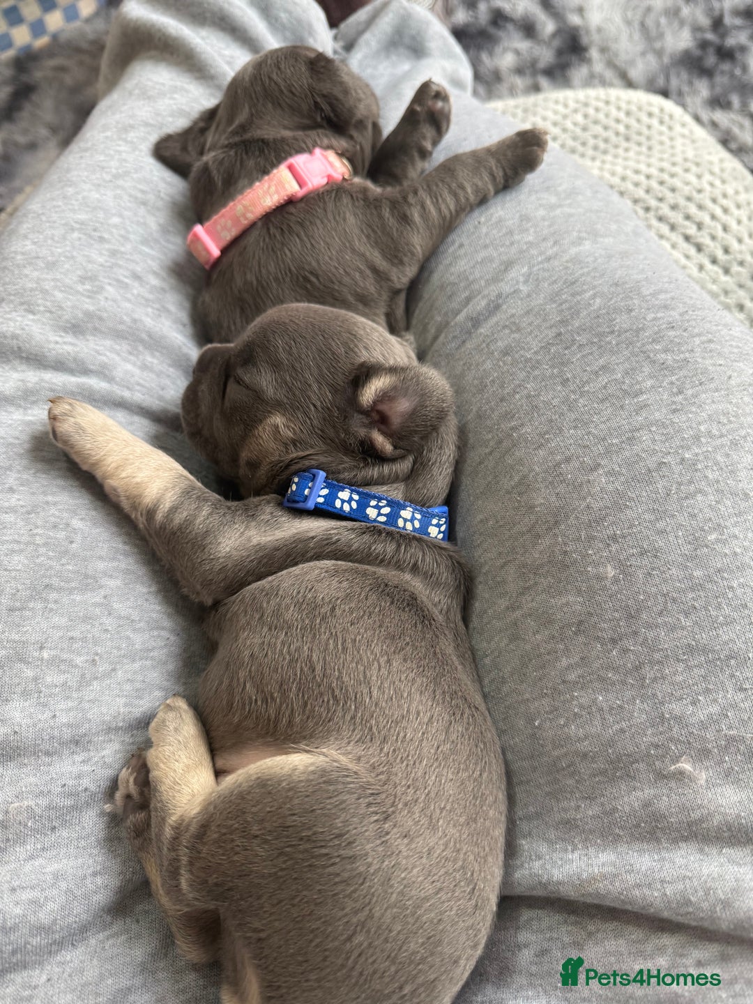 French Bulldog dogs for sale: 7 beautiful French bulldog puppies  - Image 4
