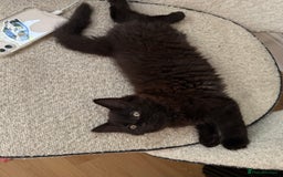Maine Coon cats for sale: 13week-old fluffy black kitten/part Maine Coon - Image 4