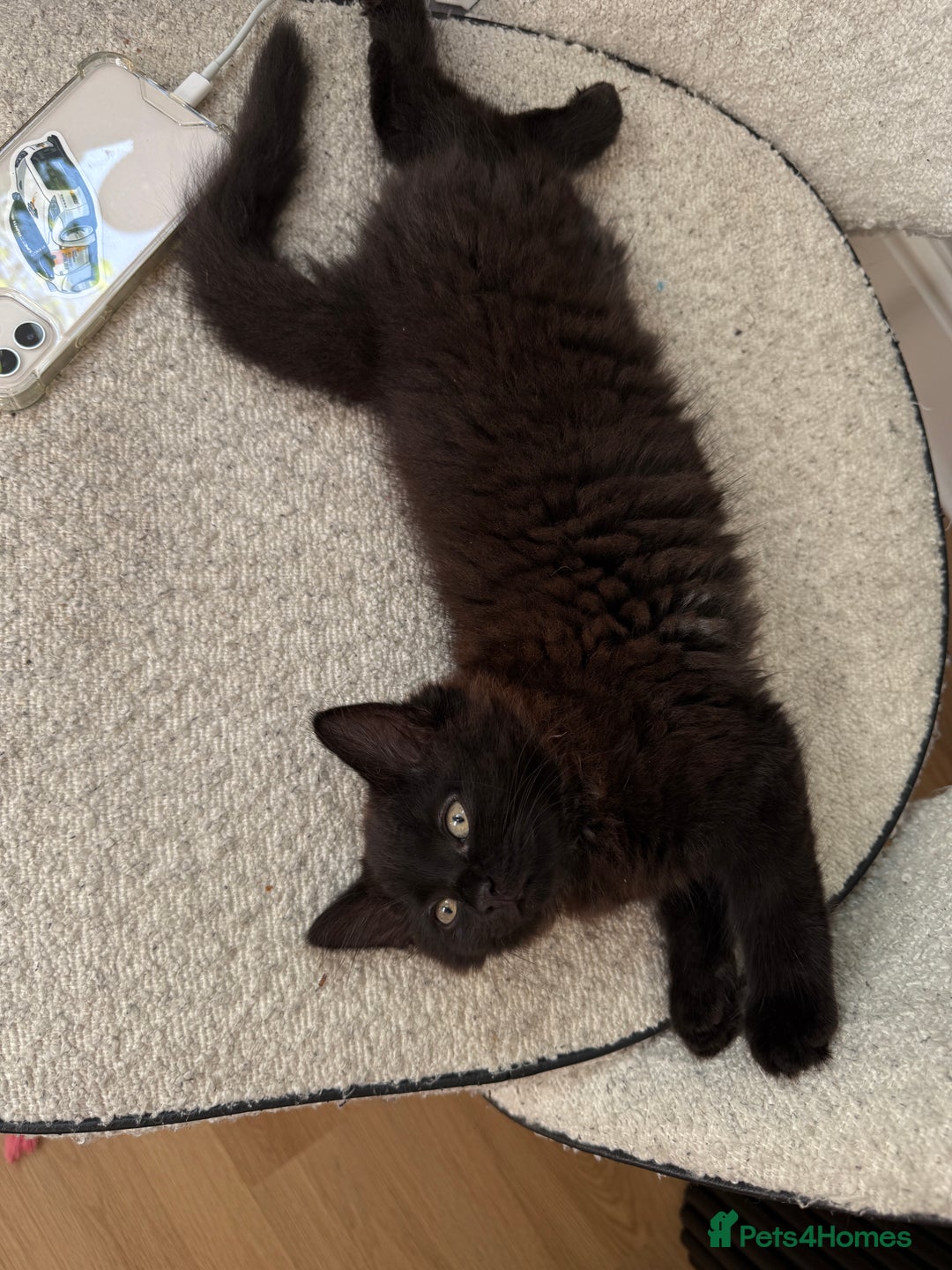 Maine Coon cats for sale: 13week-old fluffy black kitten/part Maine Coon - Image 4