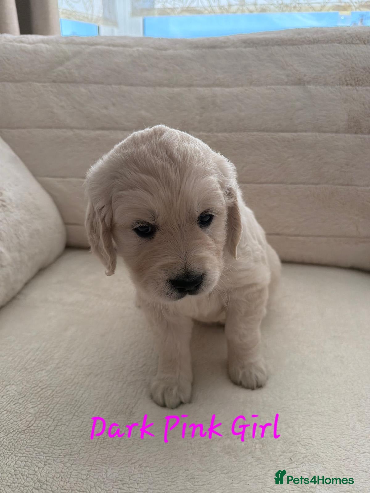 Golden Retriever dogs for sale: Stunning Golden Retriever Pups - Advert 2