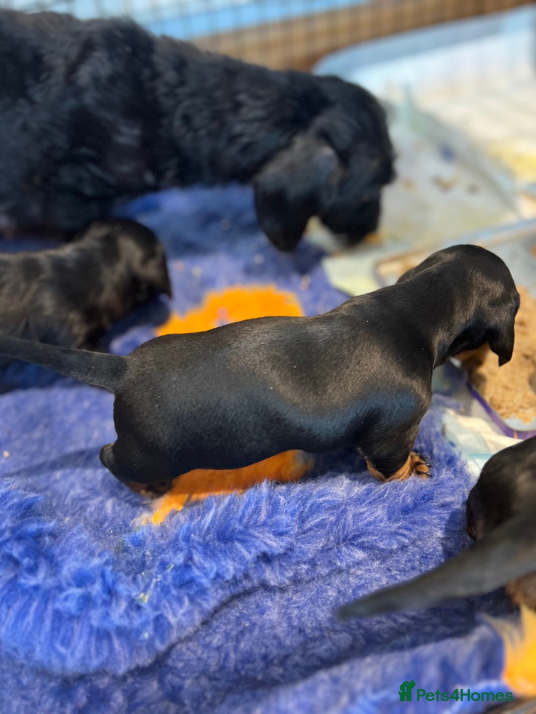 Miniature Dachshund dogs for sale: **Exceptionally well Raised Miniature Dachshunds** - Advert 35