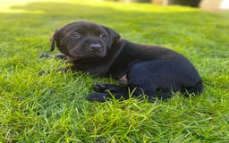 Labrador Retriever dogs for sale: Beautiful Labrador Puppies – 5 Girls & 3 Boys - Image 16