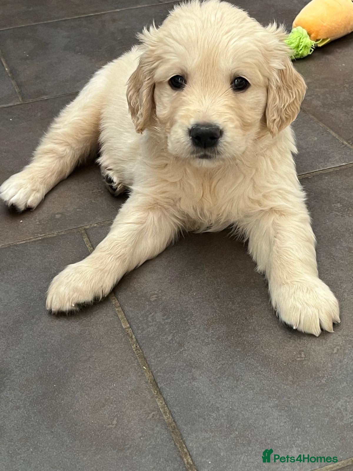 Golden Retriever dogs Kennel Club Health Tested Golden Retriever Puppies - Advert 2