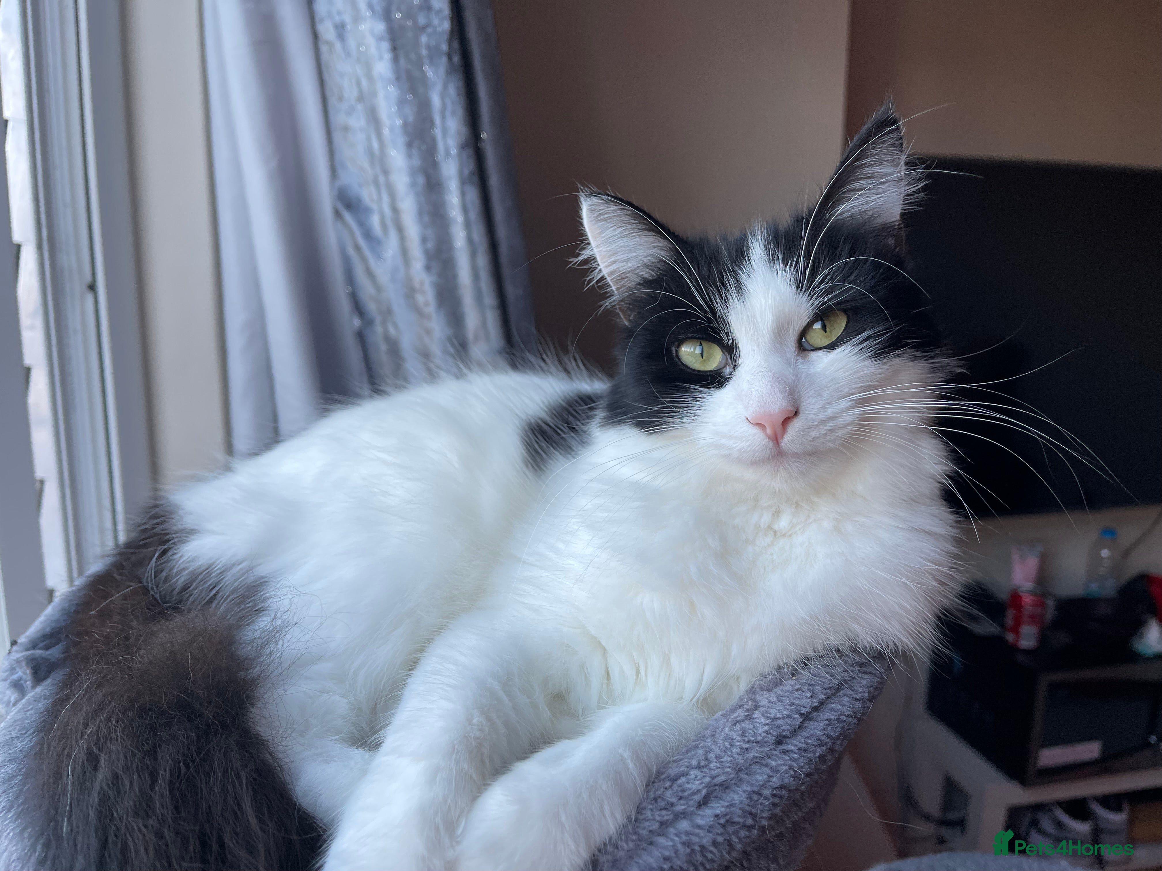 Mixed Breed cats Beautiful long haired tuxedo needs a home in London - Advert 1