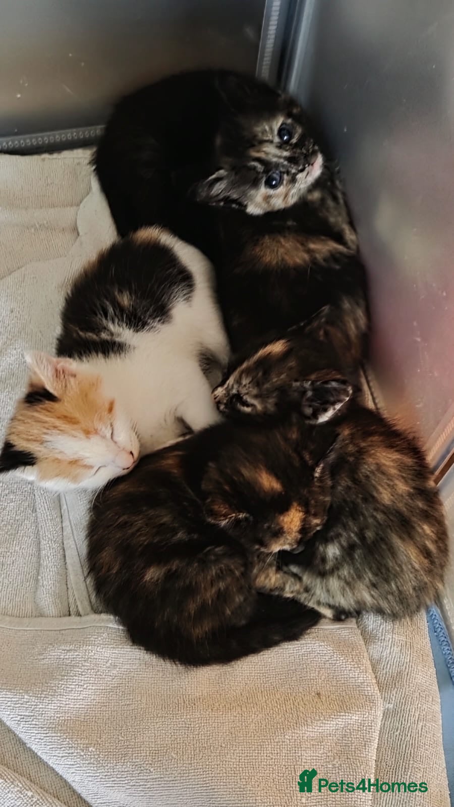 Mixed Breed cats 3 beautiful kittens for sale  - Advert 9