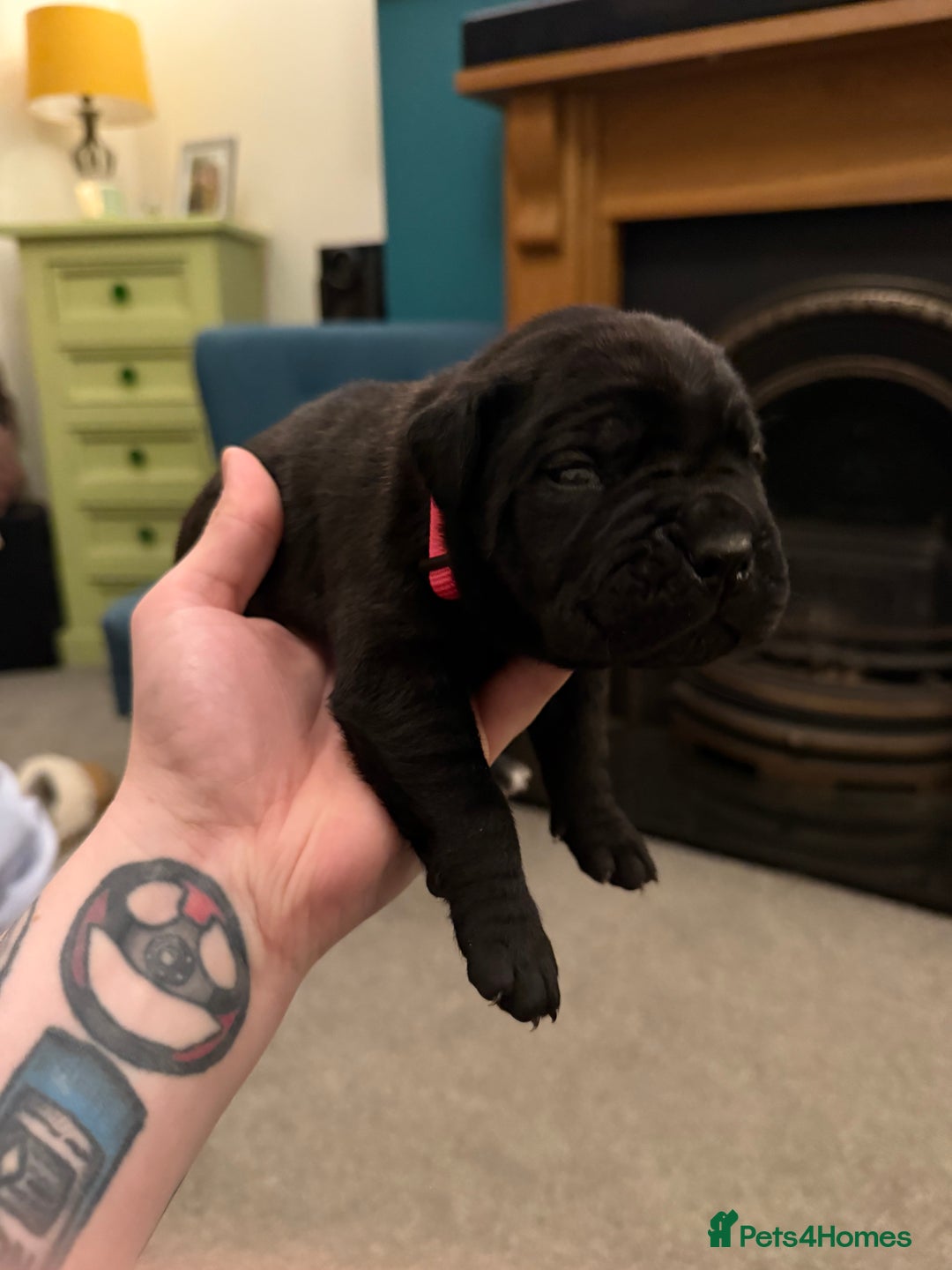 Cane Corso dogs for sale: Large Cane Corso pups - Advert 18