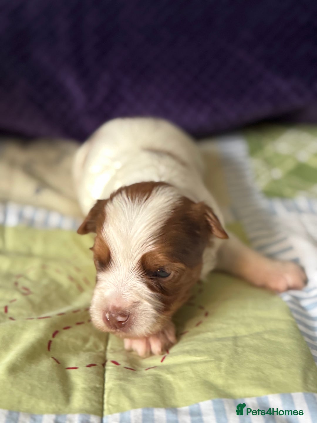 Yorkshire Terrier dogs for sale: Adorable Health Tested Coloured Yorkies (Biewer)  - Advert 4