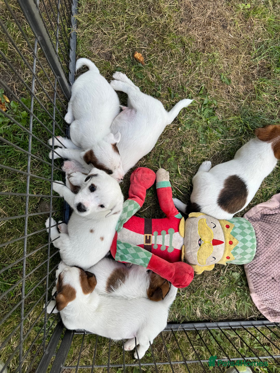 Jack Russell dogs for sale: Jack Russell Puppies *Ready Now* - Image 29