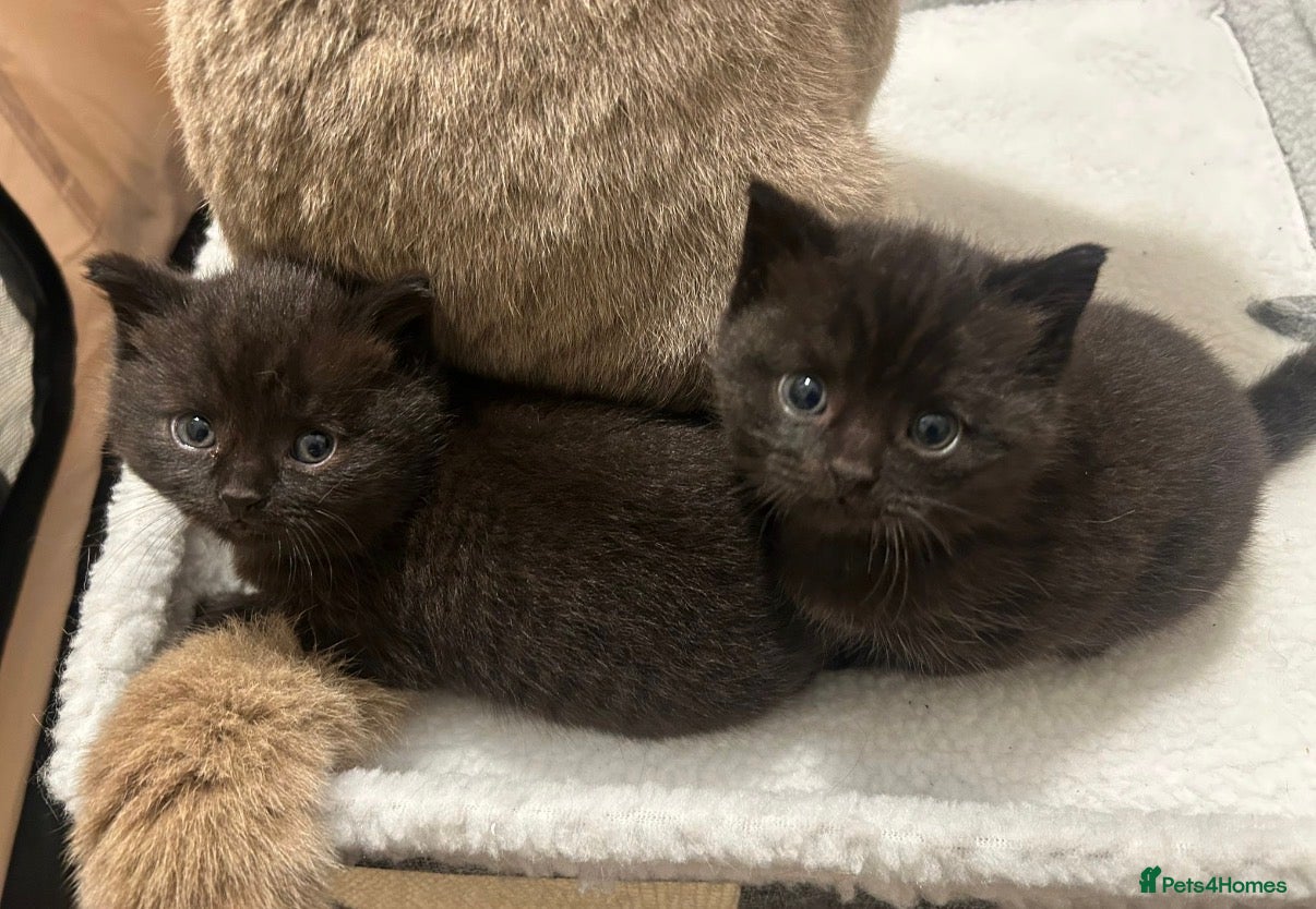 British Shorthair cats for sale: 2 chunky black BSH kittens  - Advert 2