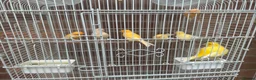 Canaries birds for sale: 9 canaries job lot with cage - Advert 2
