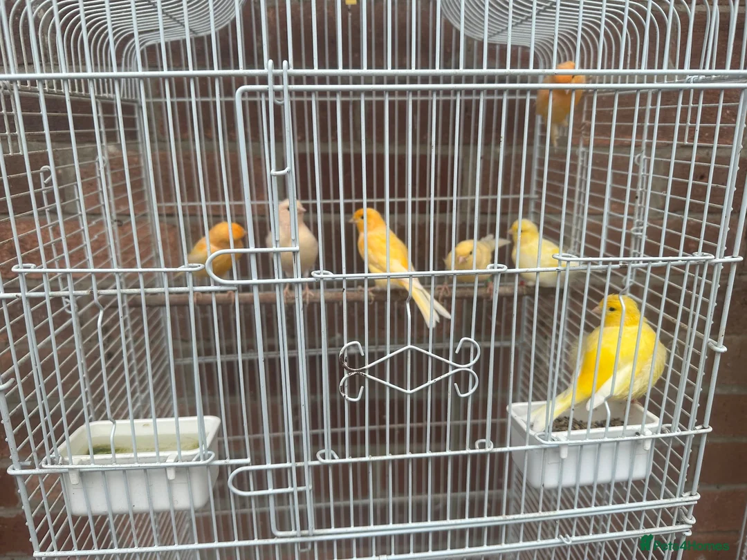 Canaries birds for sale: 9 canaries job lot with cage - Advert 2