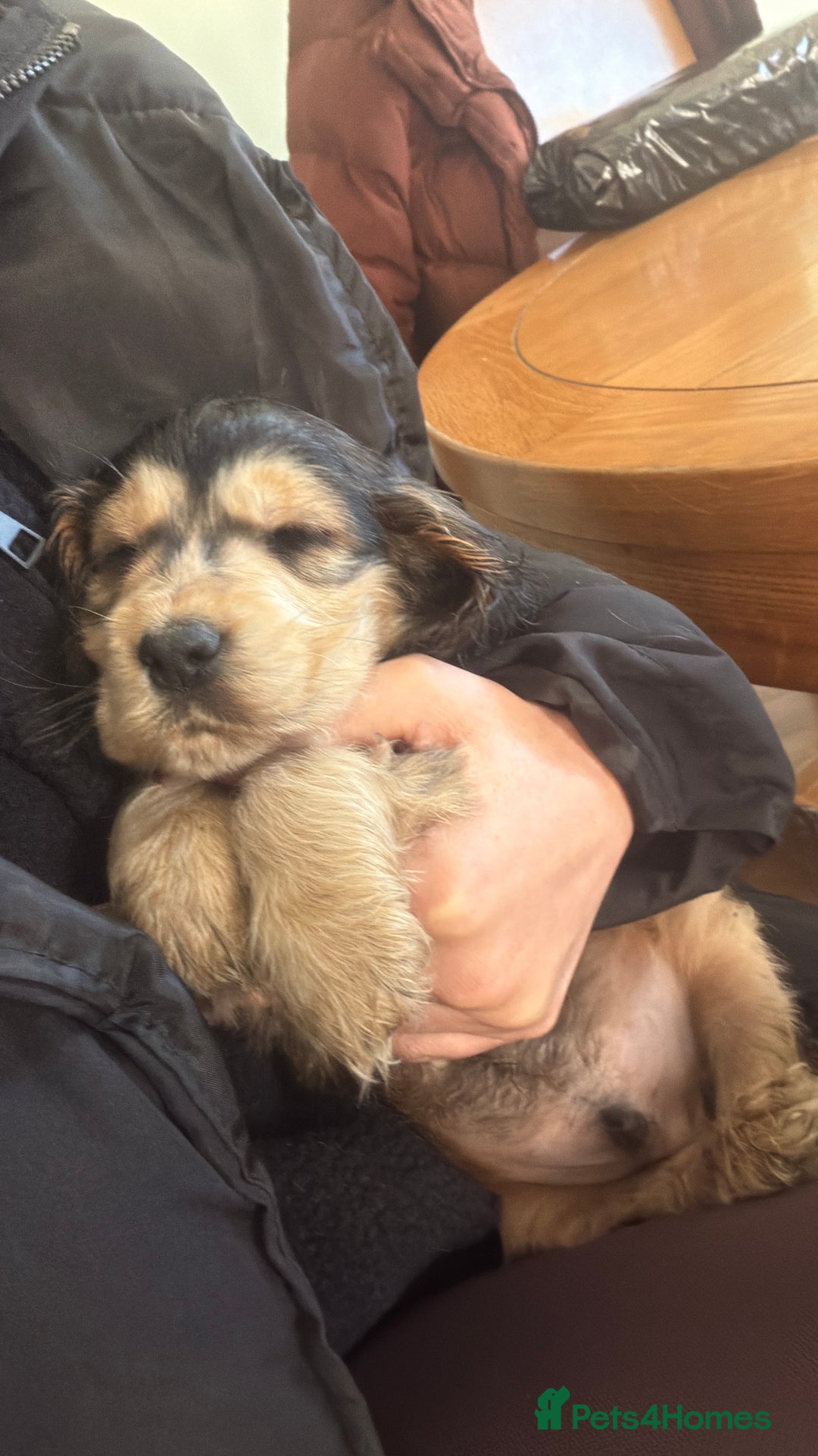 Cocker Spaniel dogs for sale: Male choc sable show type cocker spaniel  - Advert 5