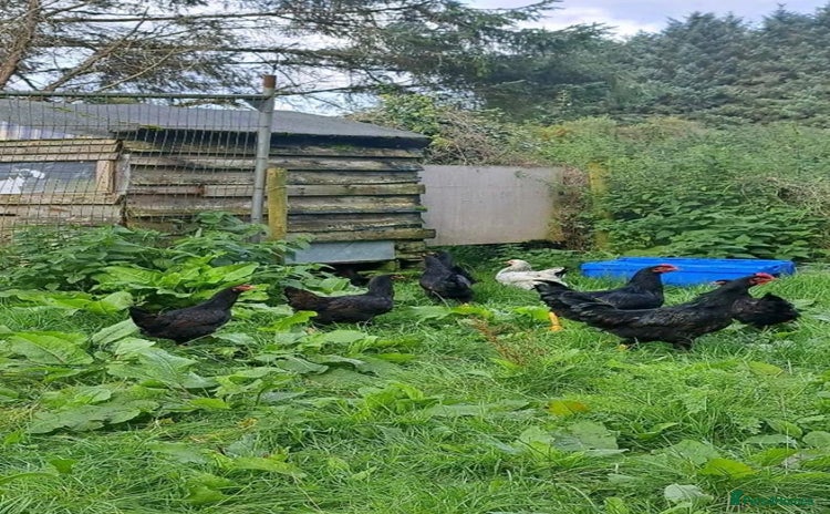 Chickens poultry in Whitland - Advert 15