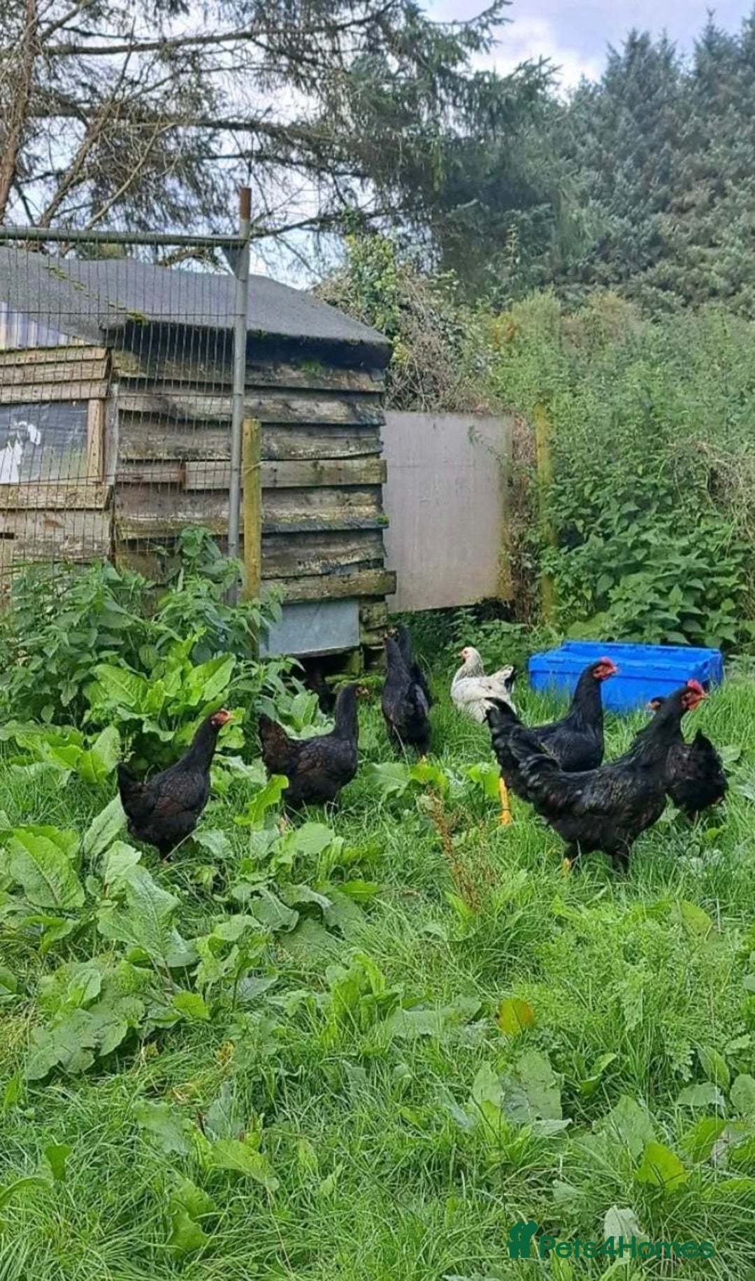 Chickens poultry for sale: Point Of Lay Chickens  in Whitland - Image 1