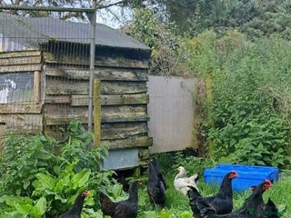 Chickens poultry in Whitland - Advert 9