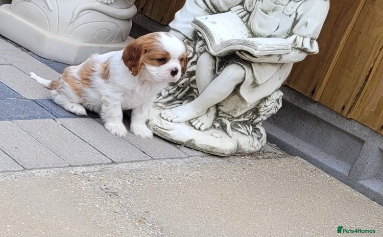Cavalier King Charles Spaniel dogs - Advert 3