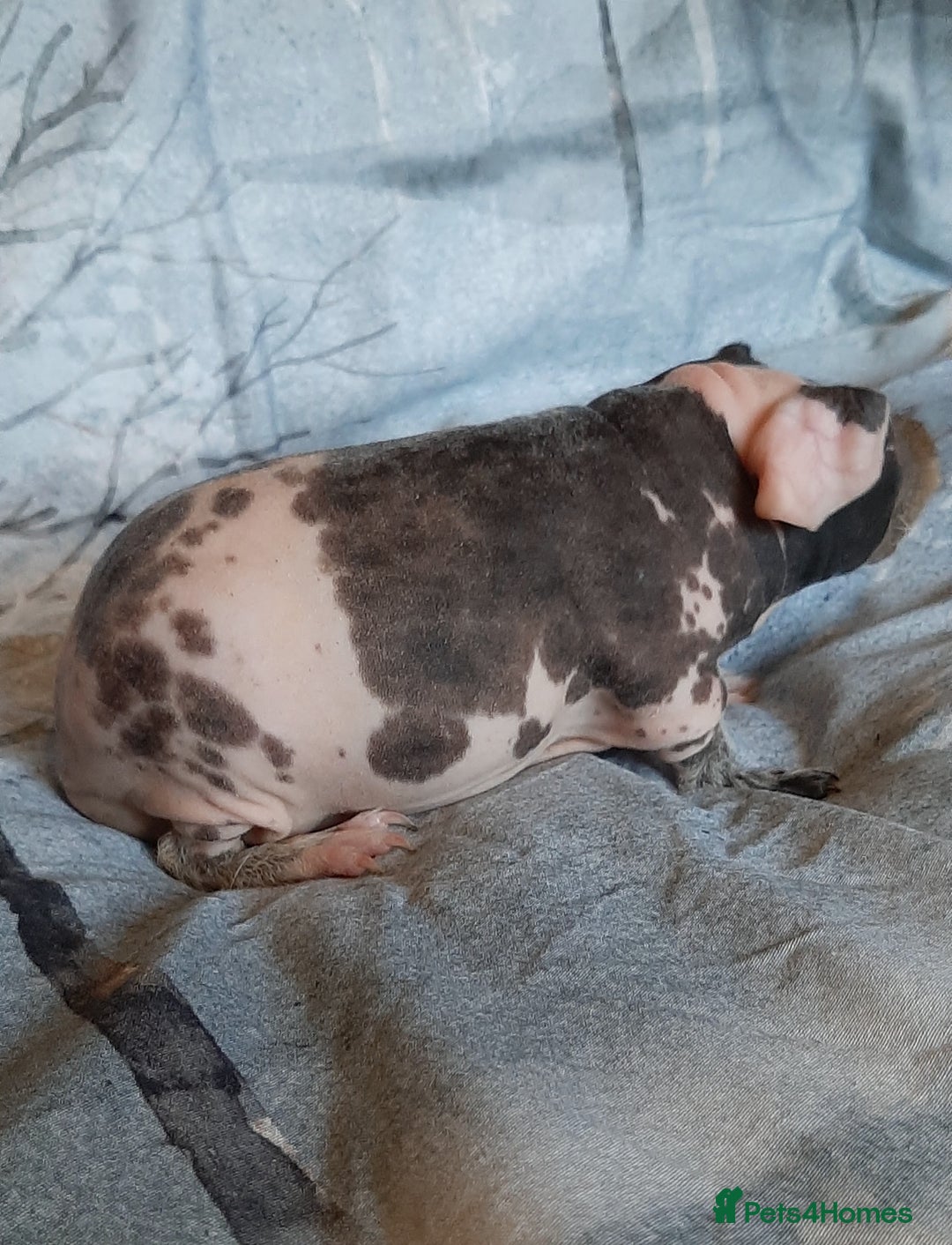 Guinea Pig rodents for sale: Skinny pig dalmation  - Advert 2