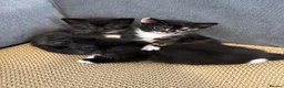 Mixed Breed cats for sale: Stunning Baby’s for sale  - Advert 3