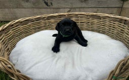Labrador Retriever dogs for sale: KC registered Labrador pups ready to rehome NOW in Stanley - Image 13