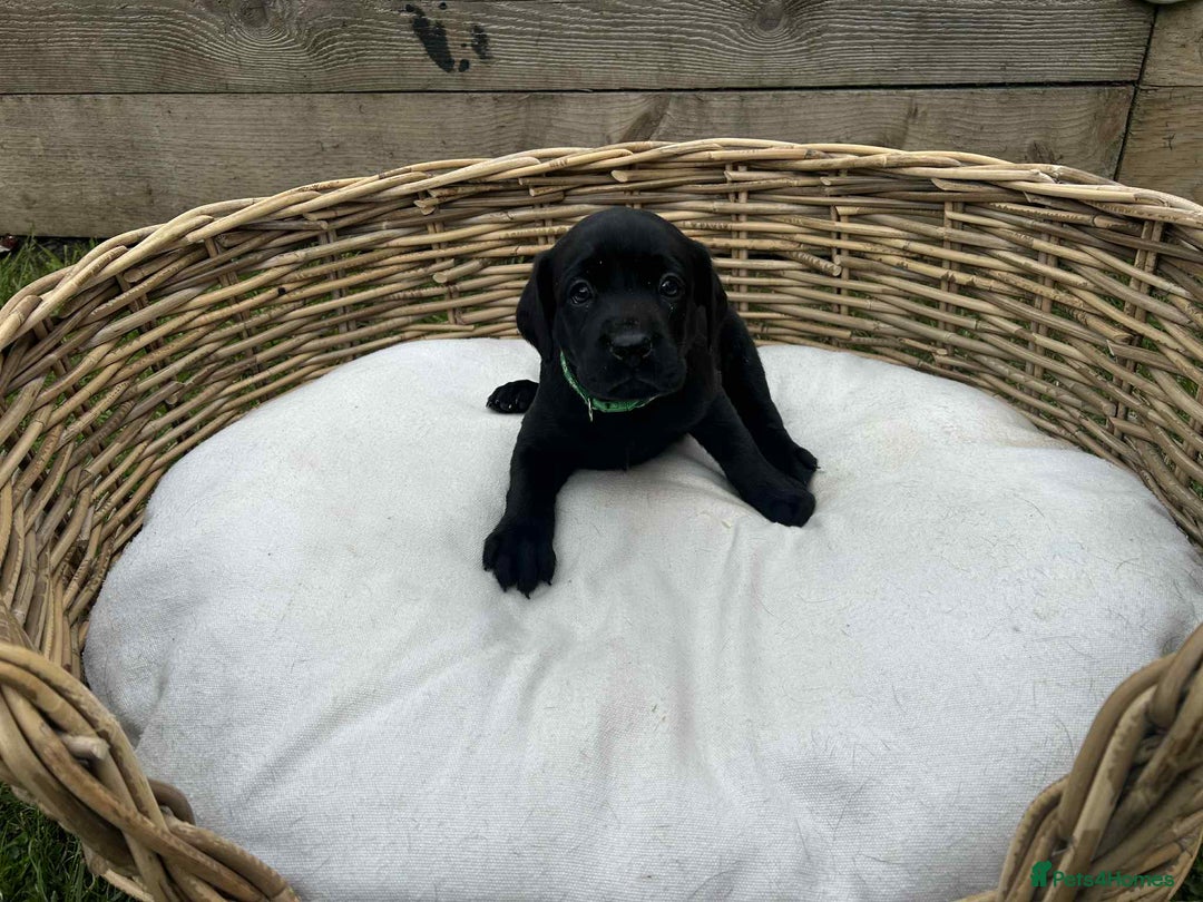 Labrador Retriever dogs for sale: KC registered Labrador pups ready to rehome NOW in Stanley - Image 13