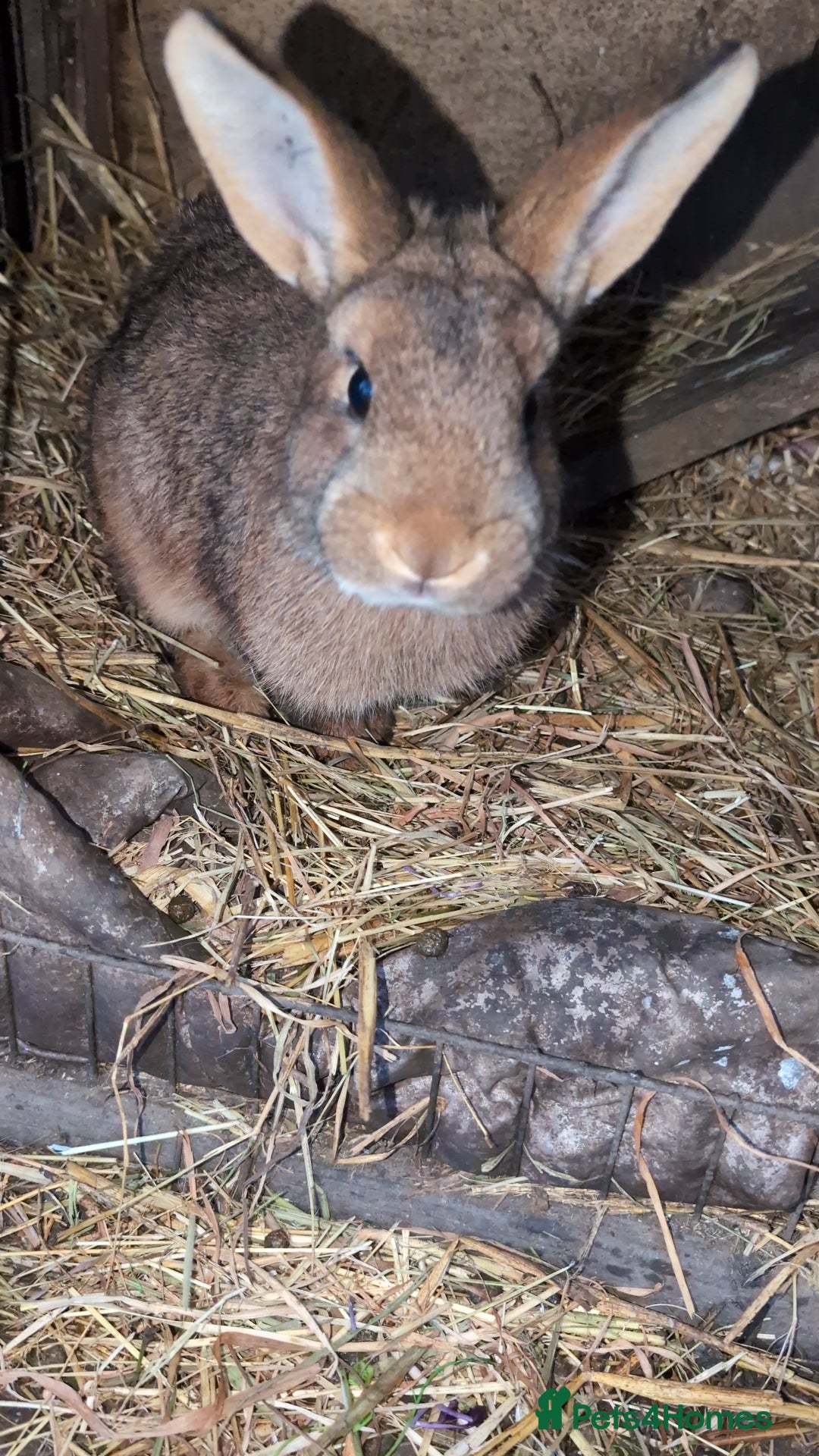 English rabbits for sale: Various Rabbits And Bunnies. Mixed Gender, colours - Advert 15