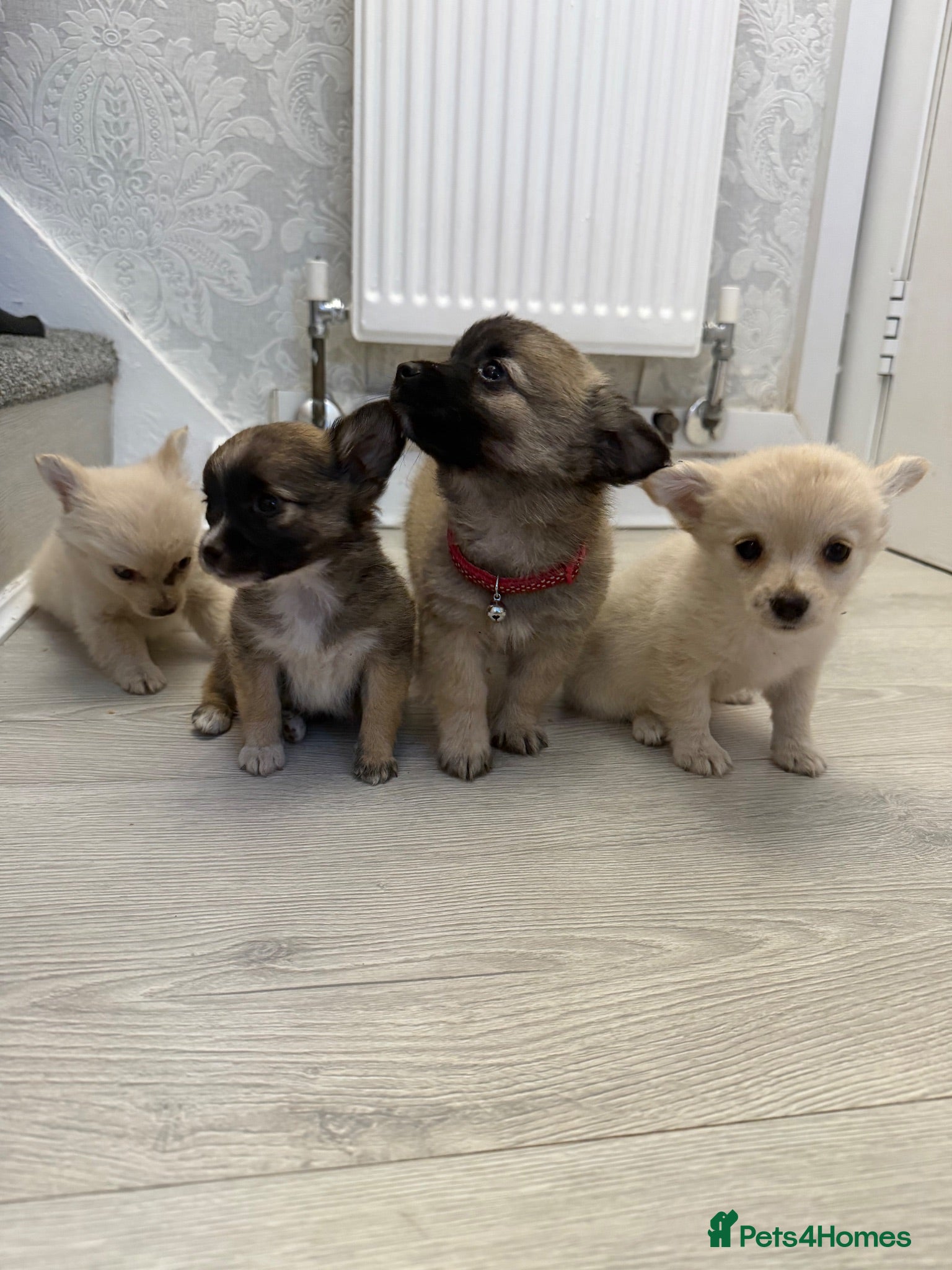Pomchi dogs Pomeranian/chihuahua micro pups - Advert 2