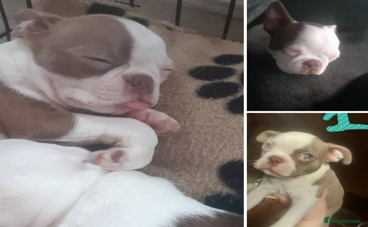 Boston Terrier dogs - Advert 1