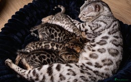 Bengal cats for sale: Bailey-TICA Bengal Girl, Excellent Genetic & Look - Image 21