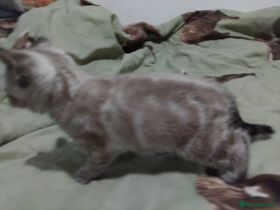 Brazilian Shorthair cats for sale: X1 Female left now ready  - Advert 6