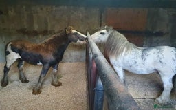 Irish Cob horses for sale: 12.3 Cob Pony - Image 2