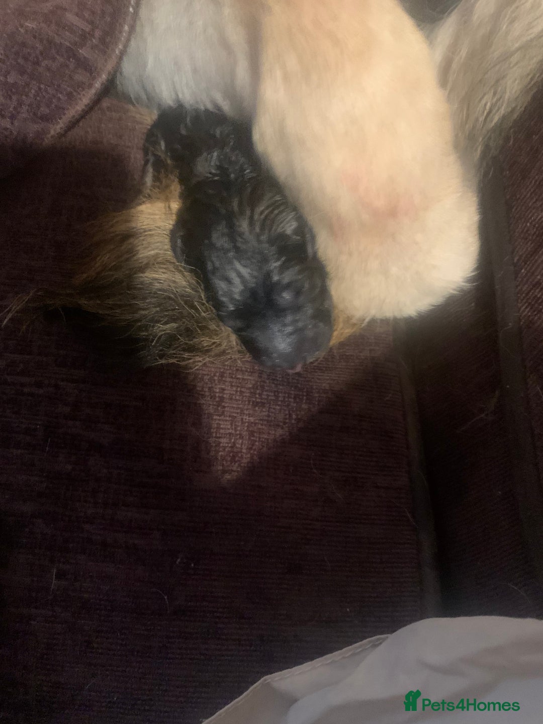 German Shepherd dogs for sale: German shepherd puppies - Image 3