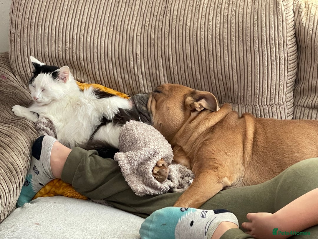 Maine Coon cats for sale: Rosie - Advert 9