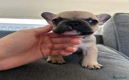 French Bulldog dogs for sale: FrenchAngels 👼🏼🐾 - Image 4