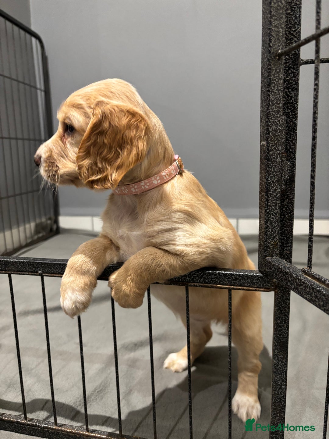 Cocker Spaniel dogs for sale: 5 gorgeous cocker spaniel puppies - Image 20