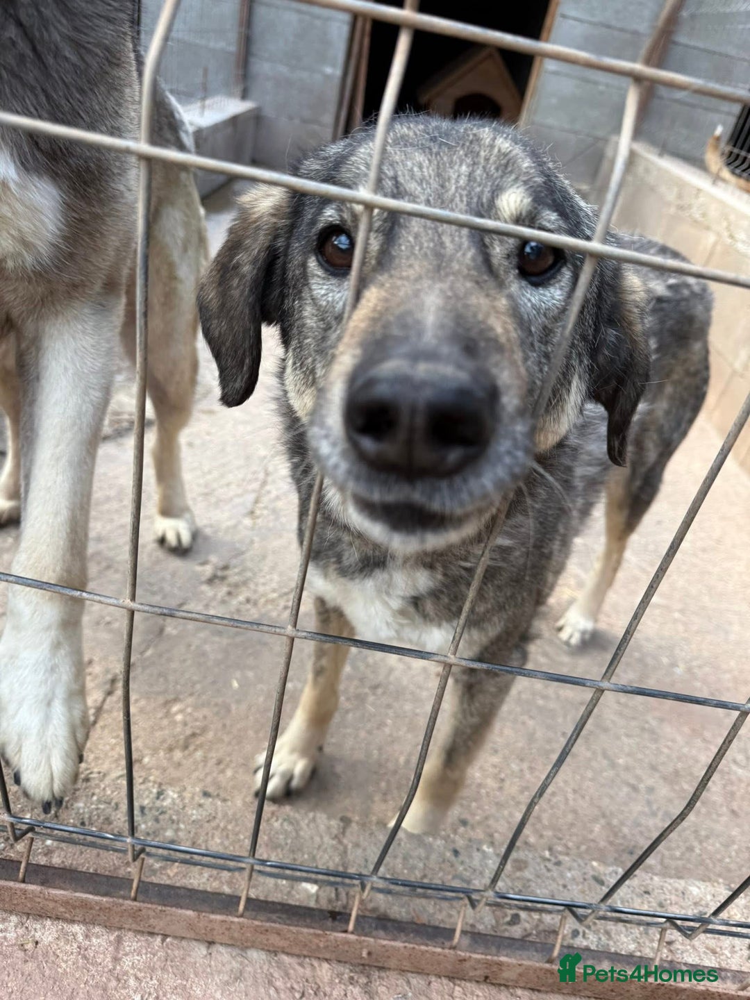 Mixed Breed dogs for adoption: Lucky 💙 - Advert 12