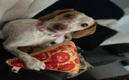 Mixed Breed dogs for sale: 18 months old  - Image 1