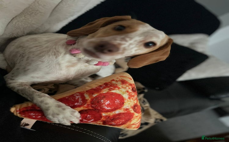 Mixed Breed dogs - Advert 2