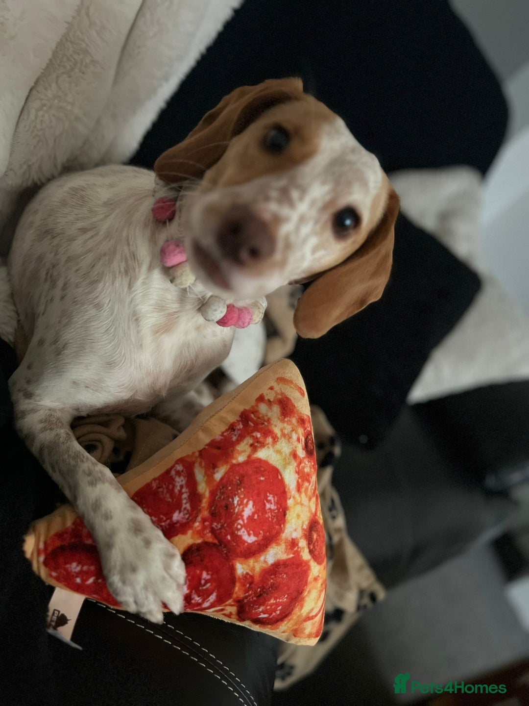 Mixed Breed dogs for sale: 18 months old  - Image 1