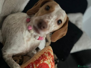 Mixed Breed dogs for sale - Advert 1