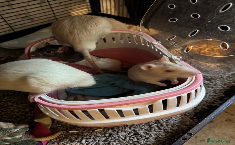 Rat rodents - Advert 6