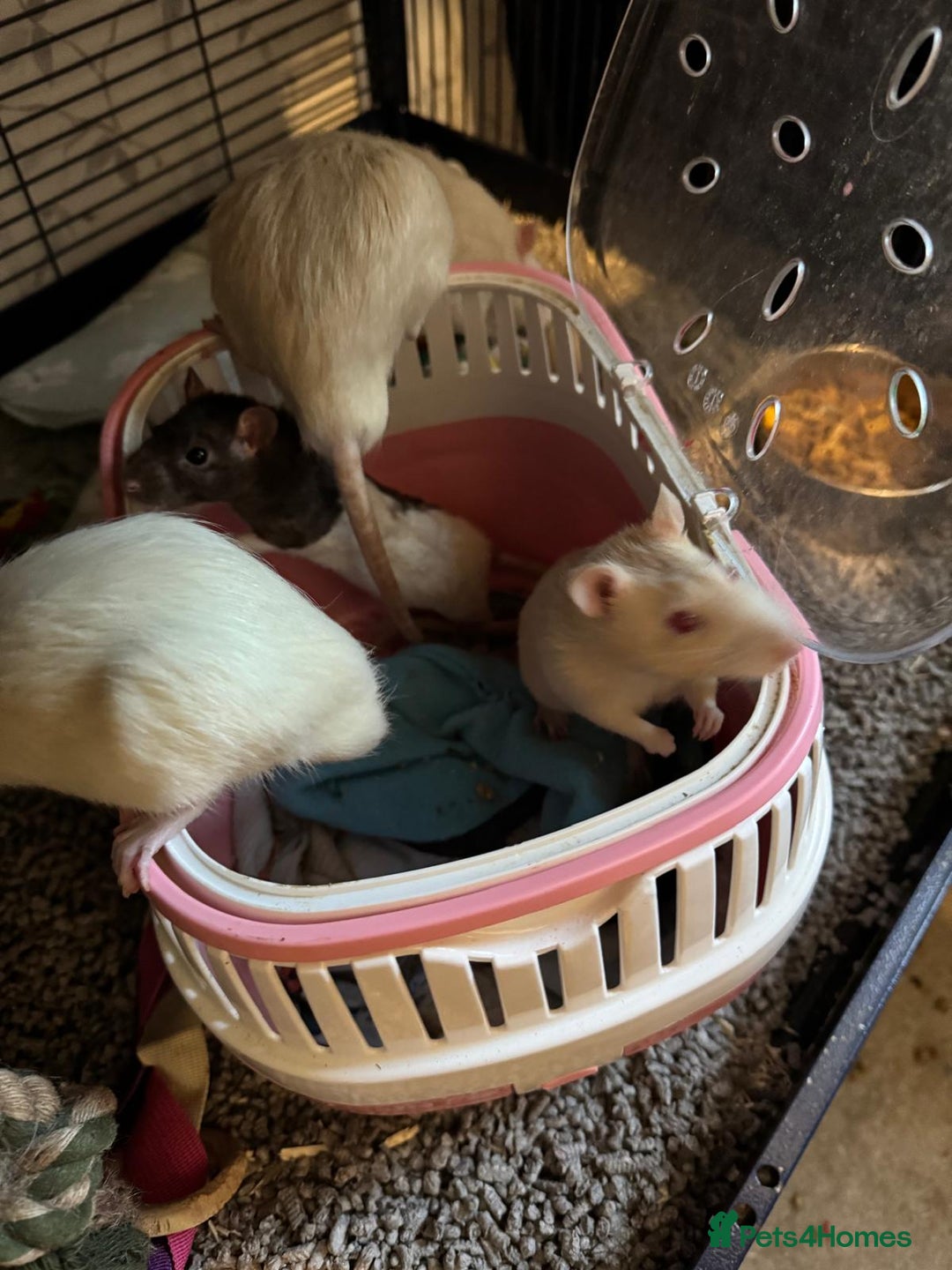 Rat rodents for sale: Beautiful rats and cage for sale  - Image 1