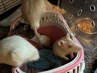 Rat rodents - Advert 4